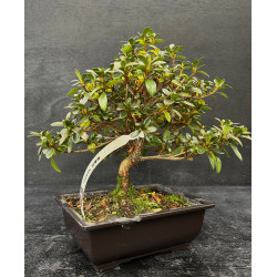 Bonsai Azalée - Satsuki "kangiten"