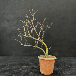 Bonsai Callicarpa japonica