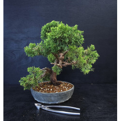 Juniperus chinensis -...