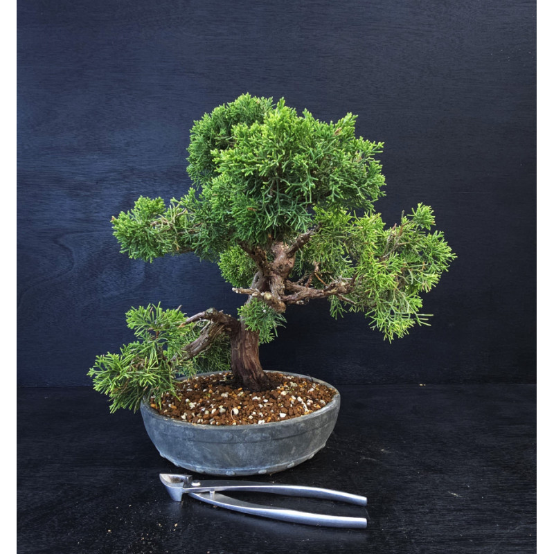 Juniperus chinensis - genevrier