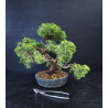 Juniperus chinensis - genevrier