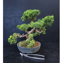 Juniperus chinensis - genevrier