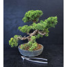 Juniperus chinensis - genevrier