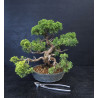 Juniperus chinensis - genevrier