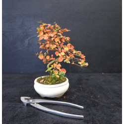 Cotoneaster