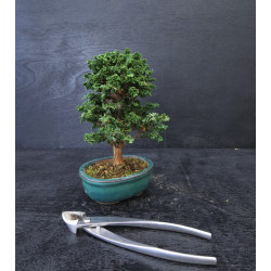 Bonsai Chamaecyparis -...