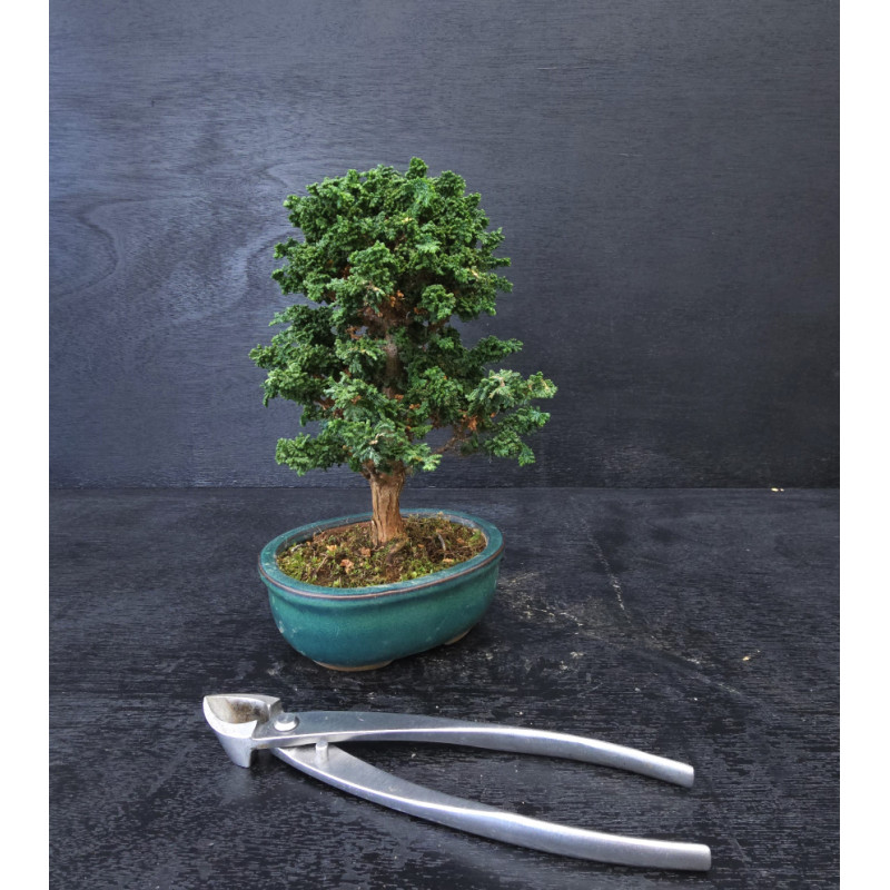 Bonsai Chamaecyparis - Hinoki sekka