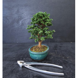 Bonsai Chamaecyparis - Hinoki sekka