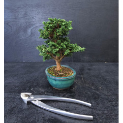 Bonsai Chamaecyparis - Hinoki sekka