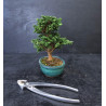 Bonsai Chamaecyparis - Hinoki sekka