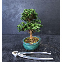 Bonsai Chamaecyparis - Hinoki sekka