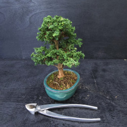 Bonsai Chamaecyparis - Hinoki sekka