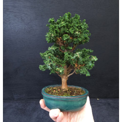 Bonsai Chamaecyparis - Hinoki sekka