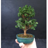 Bonsai Chamaecyparis - Hinoki sekka