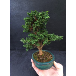 Bonsai Chamaecyparis - Hinoki sekka