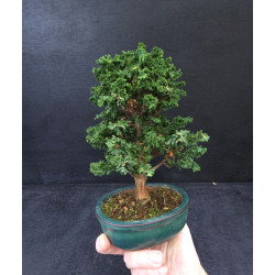 Bonsai Chamaecyparis - Hinoki sekka