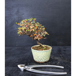 Cotoneaster