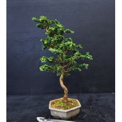 Bonsai Chamaecyparis - Hinoki sekka