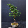 Bonsai Chamaecyparis - Hinoki sekka