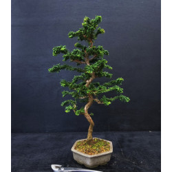 Bonsai Chamaecyparis -...