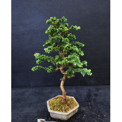 Bonsai Chamaecyparis - Hinoki sekka