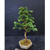 Bonsai Chamaecyparis - Hinoki sekka