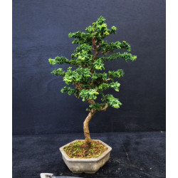 Bonsai Chamaecyparis - Hinoki sekka