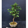 Bonsai Chamaecyparis - Hinoki sekka