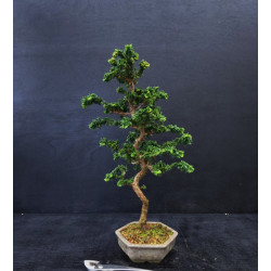 Bonsai Chamaecyparis - Hinoki sekka