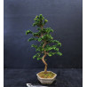 Bonsai Chamaecyparis - Hinoki sekka