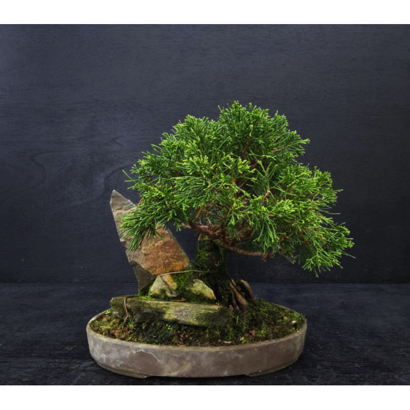 Juniperus Itoigawa sur roche