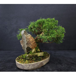 Juniperus Itoigawa sur roche