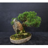 Juniperus Itoigawa sur roche