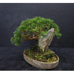 Juniperus Itoigawa sur roche