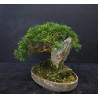 Juniperus Itoigawa sur roche