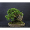 Juniperus Itoigawa sur roche