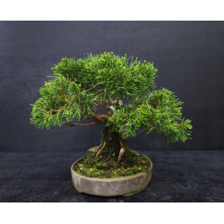 Juniperus Itoigawa sur roche