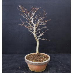 Hêtre du Japon - Fagus crenata