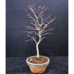 Hêtre du Japon - Fagus crenata