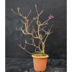 Bonsai Callicarpa japonica