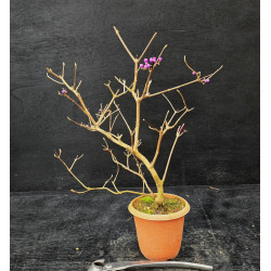 Bonsai Callicarpa japonica