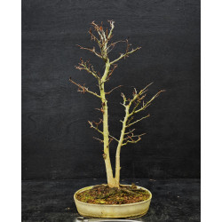 Hêtre du Japon double troncs - Fagus crenata