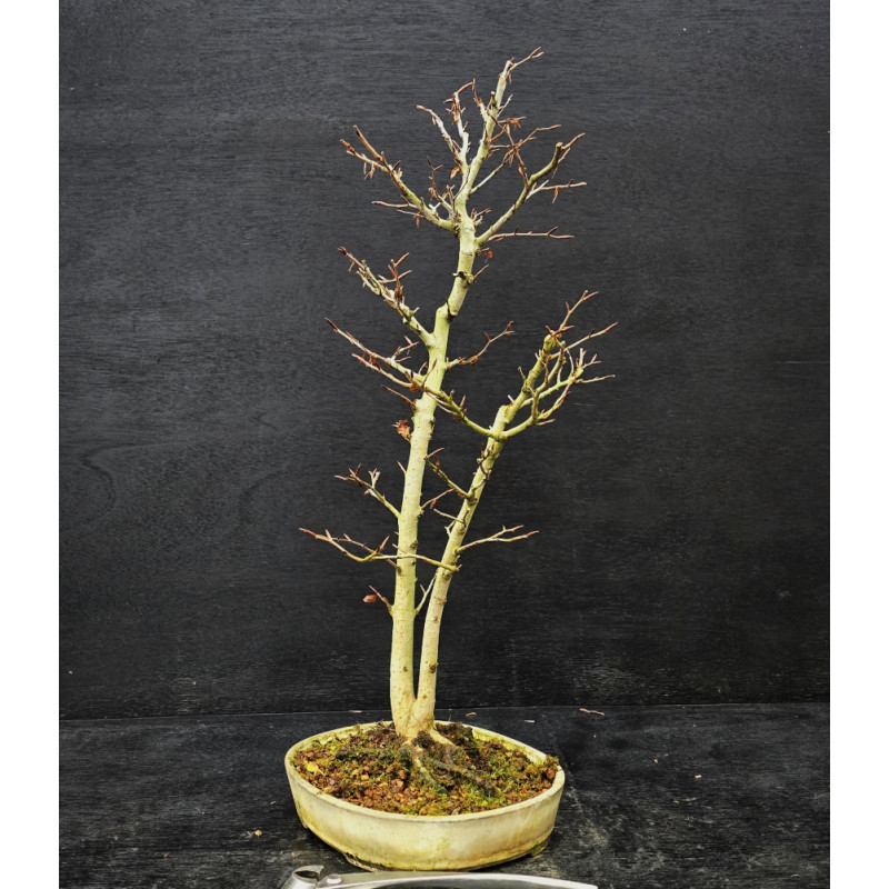 Hêtre du Japon double troncs - Fagus crenata